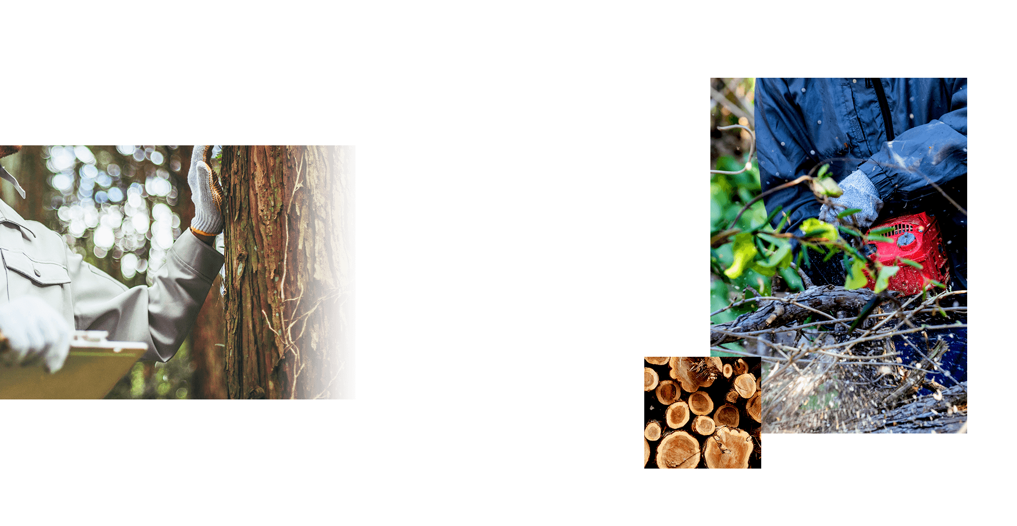 山主様と林業の現場をつなぎ、山林の価値を最大化する。山林の管理・買取・補助金申請サポートまで幅広く対応