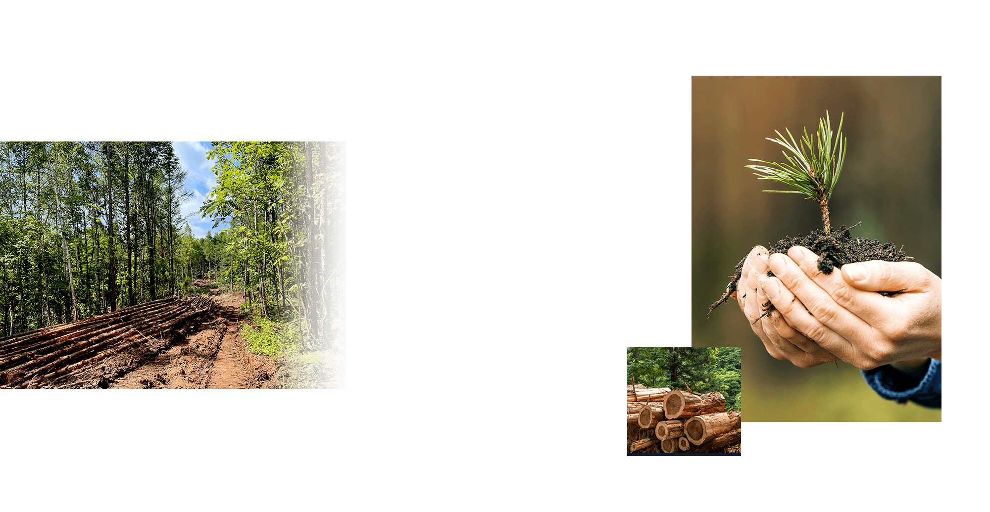 山主様と林業の現場をつなぎ、山林の価値を最大化する。山林の管理・買取・補助金申請サポートまで幅広く対応